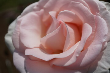五月晴れ、色鮮やかに咲くカラフルな薔薇の花
