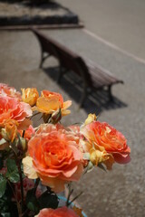 五月晴れ、色鮮やかに咲くカラフルな薔薇の花