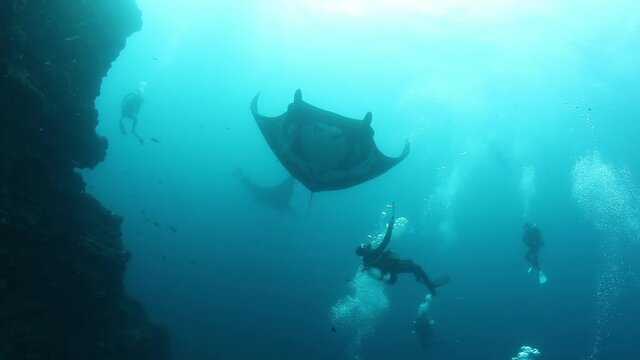 Gigantic Black Oceanic Manta fish floating on a background of blue water in search of plankton. Underwater scuba diving in Indonesia. Sots it Mexico Socoro.