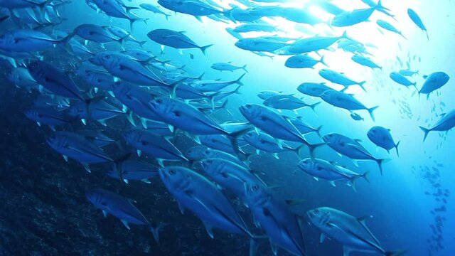School of tuna tunny fish on the blue background of the sea under water underwater in search of food. Diving in world of colorful beautiful wildlife of corals reefs. Shots in Mexico Socoro.