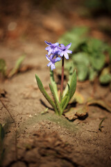 flower on the ground