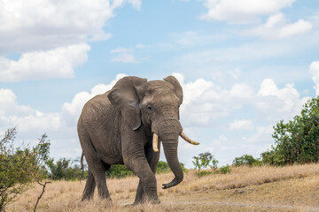 Naklejka na ściany i meble Big male Elephant on the move on the savannah in Laikipia Kenya. 