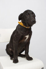 Black labrador puppy