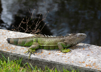 Iguana with green and brown-gray coloring displays missing tail while resting outdoors on concrete slab.  Iguanas drop their tails, which will grow back, as defense against predators.