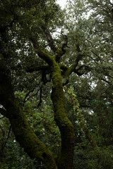 Fototapeta premium árbol mistico 
