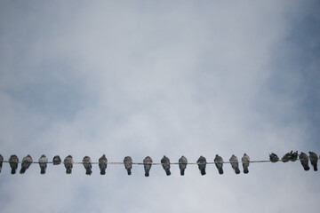 Pigeons and sitting on wires against a cloudy sky. Concept of communication