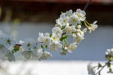 Prunus cerasus flowering tree flowers, group of beautiful white petals tart dwarf cherry flowers in bloom