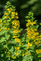 Lysimachia punctata bright yellow dotted loosestrife flowering plant, group of beautiful flowers in bloom