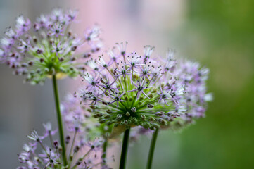 Allium hollandicum persian onion dutch garlic purple flowering plant, ornamental flowers in bloom
