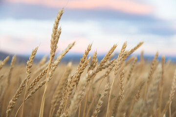 Fototapeta premium Wheat field at color sunset