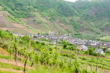 Bremm, Weindorf, Weinberge, Calmont, Mosel, Moselschlaufe, Moselweinstrasse, Fluss,...