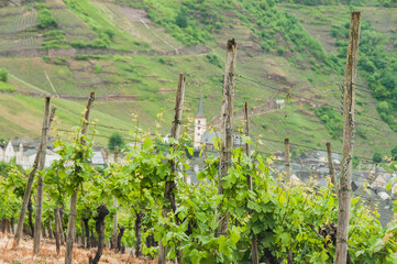 Bremm, Weindorf, Weinberge, Rebstock, Wein, Calmont, Mosel, Moselschlaufe, Moselweinstrasse, Fluss,...