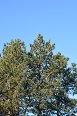 Fototapeta premium Black pine