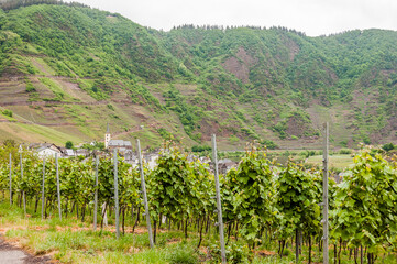 Bremm, Weindorf, Weinberge, Rebstock, Wein, Calmont, Mosel, Moselschlaufe, Moselweinstrasse, Fluss,...