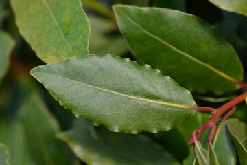 Laurel leaves