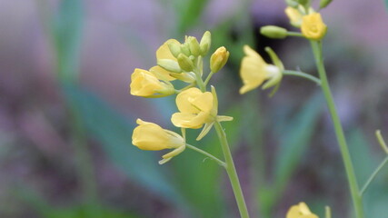 yellow flowers