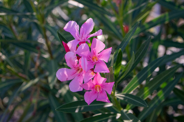 Big bunch of flowering Nerium oleander flowers, pink ornamental beautiful shrub in bloom, flowers on branches and green leaves