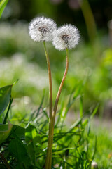 Common dandelion Taraxacum officinale faded flowers looks like snow ball, ripe cypselae fruits