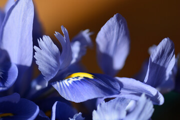 Iris Alida