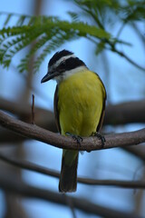 Fototapeta premium pretty birds