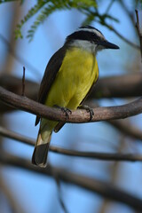 pretty birds