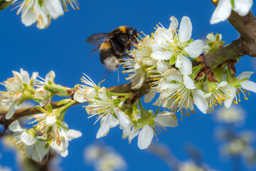 Spring tree blossom with blue sky. Insect on top of bloom in close up