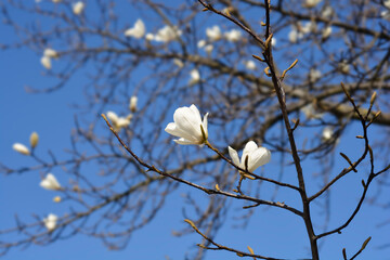 Magnolia tree