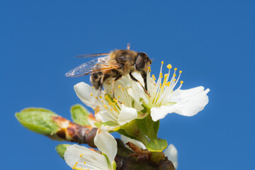 Spring tree blossom with blue sky. Insect on top of bloom in close up