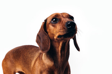 Dachshund on an isolated white background.