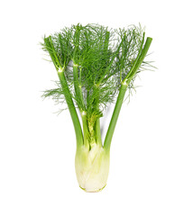 fresh fennel bulb isolated on white background. top view