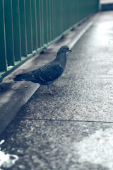 pigeon on the wall