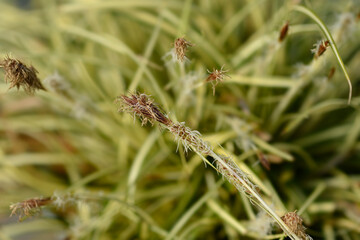 Striped Weeping Sedge Evergold