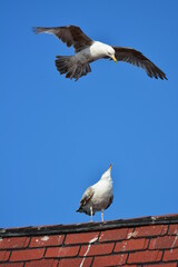 gulls on a roof