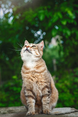 White-brown tabby cat sits in the garden and looks up. Background of green trees. Sunny day. Vertical photo.