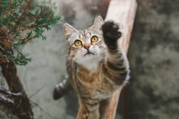 Tabby domestic shorthair cat in the garden, raising its paw, giving a five to the owner. View from above.