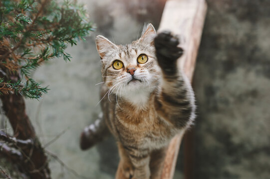 Tabby Domestic Shorthair Cat In The Garden, Raising Its Paw, Giving A Five To The Owner. View From Above.