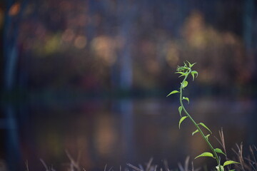 Watery Scenes