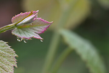 Water droplets form on the leaf of a budding grapevine