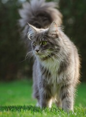 Close-up of Blue Tabby Maine Coon Cat in the Garden. Adorable Feline Animal Outside.