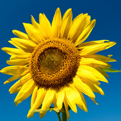 Obraz premium Sunflowers