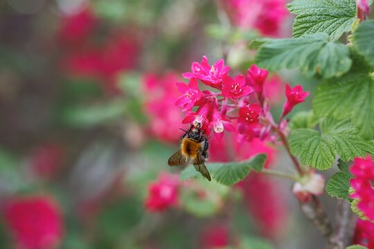 Tree Bumblebee Pollinates Red Currant Flower during Spring. Bombus Hypnorum also called New Garden Bumblebee Collects Nectar from Ribes Sanguineum.