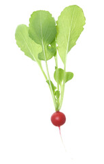 Small radish plant isolated on white