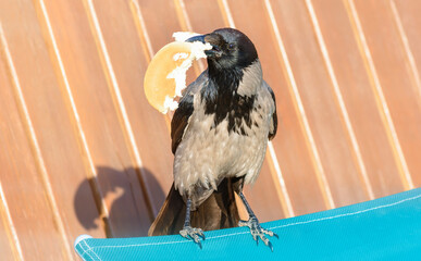 Gray crow eat bread in sunny weather.