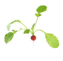 Small radish plant isolated on white