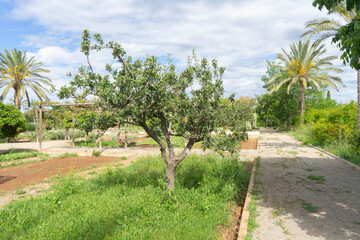 Fototapeta na wymiar Jardin hortícola en Sagunto