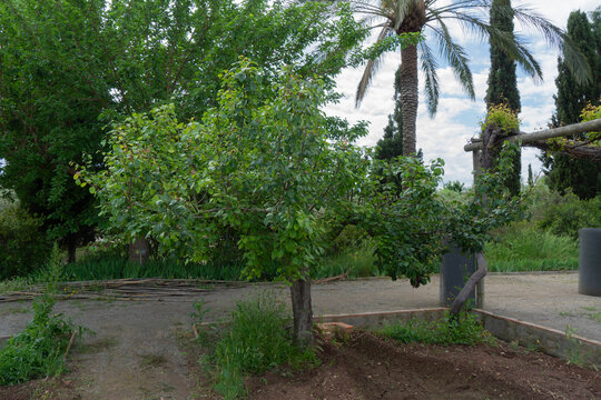 Alquer&iacute;a dels Frares en Sagunto