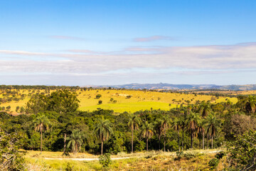 Paisagem rural com palmeiras e montanhas sob o céu azul em Minas Gerais.