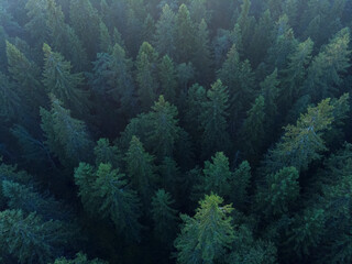 The tops of green Christmas trees in the deep forest. Top view