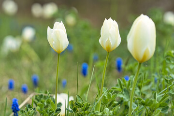 Tulpen auf einer Wiese mit schönem Bokeh. Der Frühling kann kommen.