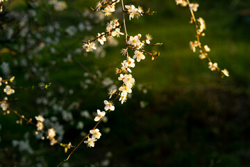 cherry plum blossom